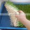 Wheat Alfalfa Sprout Growing Machine wheatgrass sprouting trays