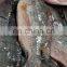 wholesale tilapia frozen tilapia fish Oreochromis Niloticus