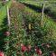 Pea & Bean Garden Plant Support Netting