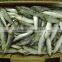 frozen sardine for tuna bait