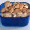 food plastic packaging fresh mushroom tray