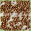 Organic cereal roasted buckwheat seed