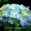 Plant Directly Export Cutting Board Bamboo Cutting Hydrangea From Yunnan, China