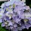 For New Year Decoration Wedding Bouquet Wholesale Natural White Hydrangea Bouquet From China