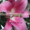 Birthday Flowers Cut Flower Lily With 1.7~3.5KG/Bundle Wholesale Types Of Fresh Cut Flowers Lilies With Pink Light Color Named A