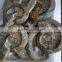 Natural Jadify Ammonite Fossils Ashtray/ Ink-stone Crafts Polished Conch Fossils
