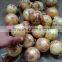 farm onion exporters in pakistan for wholesales