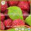 Golden Supplier of Top Quality Frozen Raspberry From China Processor