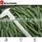 wholesales frozen green bean cut variety HEIHU 2015 crop