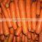 Fresh Carrot of High Quality & Competitive Price