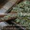 pumpkin seeds GWS