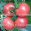 New Vegetable Seeds Product Pink Highly Resistant Tomato Seeds