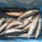 high quality fresh sea frozen cheap Pacific mackerel