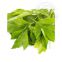 Herbal essential oils High quality Herbal essential oils wholesale manufacturers