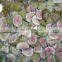 Top Quality IQF Frozen Fig half