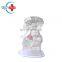 HC-S171 Infant care training model Advanced children nasal feeding and gastric lavage model (transparent type)