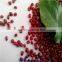 new crop azuki beans(heilongjiang)