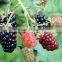 High quality IQF Frozen Blackberry with best price