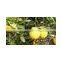 Fresh Citrus fruits, Orange Type