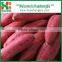 BEST SELLER: SWEET POTATO from China