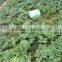 Hybrid f1 watermelon seeds big fruit 688