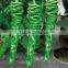 Screw pepper Seeds chinese vegetable seeds for growing-US-hyun No.1