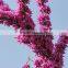 2016 Chinese Redbud Seeds Judas Tree Seeds For Planting