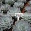 succulent plants Echeveria