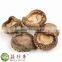 Free shippingbest market prices for premium dried flower shiitake mushroom China spawn cultivation