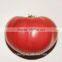 TY Resistant Hybrid Pink Tomato Seeds for greenhouse