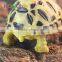 Nomo simulation hot sale land tortoise environment protection indian star tortoise model