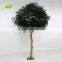 GNW BTR050 New fashion yellow ginkgo wood trunk for decoration