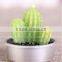Cactus and Grape Plant Birthday Scented Candle