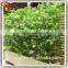 New Style Artificial Evergreen Bamboo Stick, Fake Bamboo Poles With Good Price
