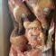 Black Feet Chicken Frozen Whole Raw Chicken China Wholesale Low Price