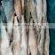 Good price frozen alaska pollack fish head off