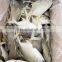 china IQF golden pompano frozen golden pompfret frozen golden pompano fish