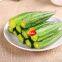 Hot Sale Vacuum Fried Okra Wholesale Price