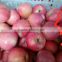 Chinese Qinguan Apple from Shanxi province