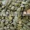 common cultivation pumpkin kernels/dried pumpkin seeds kernels