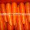 Crispy Carrot Sweet Carrot Wholesale Carrot