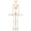 MCT-KN-005 Human Skeleton Model 85CM