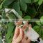 Wholesale Natural Rock Clear Quartz Crystal Healing Point