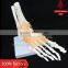 Life-size foot joint with ligaments