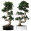 S shape outdoor landscaping trees mini bonsai spring flower planting