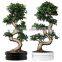 Factory price ficus bonsai trees S shape ficus