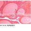 Hight quality individual microscope prepared slides about bird
