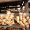 Specification Fresh Ginger/specification Dry Ginger