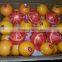 modern Citrus fruits Lemons and Oranges from Egypt.