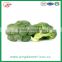 fresh broccoli-best quality and price